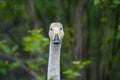 Domestic goose looks at the camera lens