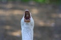 Domestic goose looks funny doing funny faces, white head with orange beak, farm long neck animals with opened beak