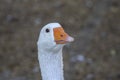 Domestic goose looks funny doing funny faces, white head with orange beak, farm long neck animals