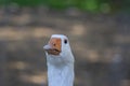 Domestic goose looks funny doing funny faces, white head with orange beak, farm long neck animals