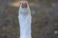 Domestic goose looks funny doing funny faces, white head with orange beak, farm long neck animals with opened beak