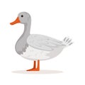 Domestic goose, poultry breeding vector Illustration