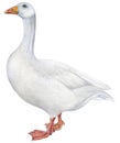 domestic goose Royalty Free Stock Photo