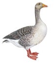 domestic goose