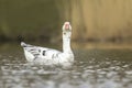 Domestic goose Spring season