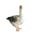 Domestic goose, standing and looking , isolated on white Royalty Free Stock Photo