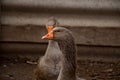 Domestic gray geese village of Anser cygnoides domesticus. Bird portrait, bright orange beak, livestock concept, horizontal