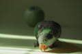 Domestic green parrot monk stands in the sun and opened its beak.