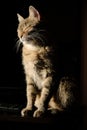 Domestic grey cat basking in the sun. Adult tabby pet sitting on black background with closed eyes