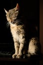 Domestic grey cat basking in the sun. Adult tabby pet sitting on dark background with closed eyes. Senior cat have a rest