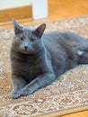 Domestic grey cat Royalty Free Stock Photo