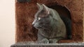 Domestic grey cat curiously looking around from a house on a cat tree