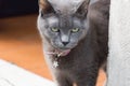 Domestic grey cat at the entrance. Cat with angry glance