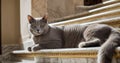 A Domestic Grey Cat Lying Down Marble Stairway Royalty Free Stock Photo