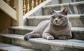 A Domestic Grey Cat Lying Down Marble Stairway Royalty Free Stock Photo