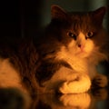 Domestic grey cat lying on a glass surface. Turkish angora breed