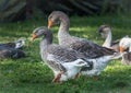 Domestic Greylag geese: Big birds on a hobby farm in Ontario, Canada.