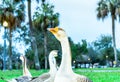 Domestic Greylag geese , wild geese on the lake in the winter