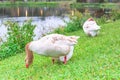 Domestic Greylag geese , wild geese on the lake in the winter