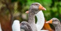 Domestic Greylag goose - big bird on a hobby farm in Ontario, Canada.