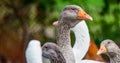 Domestic Greylag goose - big bird on a hobby farm in Ontario, Canada.