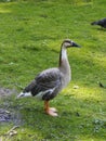 Domestic Greylag Goose in ZOO