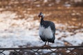 domestic guinea fowl on farm, bird sitting on fence, close-up Royalty Free Stock Photo