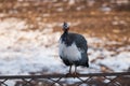 domestic guinea fowl on farm, bird sitting on fence, close-up Royalty Free Stock Photo