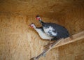 Domestic guinea fowl with a white breast Royalty Free Stock Photo