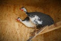 Domestic guinea fowl with a white breast Royalty Free Stock Photo