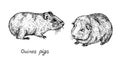 Domestic guinea pig Cavia porcellus,  domestic cavy couple, side view, hand drawn gravure style, vector sketch illustration Royalty Free Stock Photo