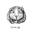 Domestic guinea pig Cavia porcellus, domestic cavy front view, hand drawn gravure style, vector sketch illustration Royalty Free Stock Photo