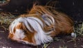 Domestic guinea pig Cavia porcellus