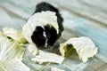 Domestic guinea pig or cavy eating cabbage leaf food at home, domestic pet feeding cavy, Funny pet,