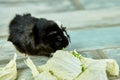 Domestic guinea pig or cavy eating cabbage leaf food at home