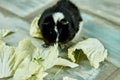 Domestic guinea pig or cavy eating cabbage leaf food at home