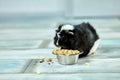 Domestic guinea pig or cavy eating dry grain food from metal bowl at home, domestic pet feeding cavy, Funny pet