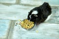 Domestic guinea pig or cavy eating dry grain food from metal bowl at home, domestic pet feeding cavy, Funny pet Royalty Free Stock Photo