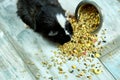 Domestic guinea pig or cavy eating dry grain food from metal bowl at home, domestic pet feeding cavy, Funny pet