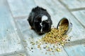 Domestic guinea pig or cavy eating dry grain food from metal bowl at home, domestic pet feeding cavy, Funny pet