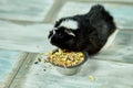 Domestic guinea pig or cavy eating dry grain food from metal bowl at home Royalty Free Stock Photo