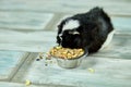 Domestic guinea pig or cavy eating dry grain food from metal bowl at home