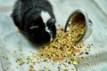 Domestic guinea pig or cavy eating dry grain food from metal bowl at home