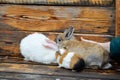 Domestic guinea pig and white rabbit pets Royalty Free Stock Photo