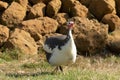 Domestic guineafowl, aka Pearl hen, Numida meleagris