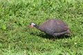 Domestic guineafowl Royalty Free Stock Photo