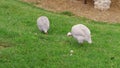 Domestic guineafowl pecking feed on green grass of barnyard