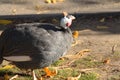 Domestic guineafowl stands on the ground Royalty Free Stock Photo