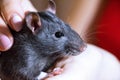 Domestic hand-held rat sitting on hands Royalty Free Stock Photo