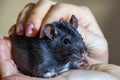 Domestic hand-held rat sitting on hands Royalty Free Stock Photo